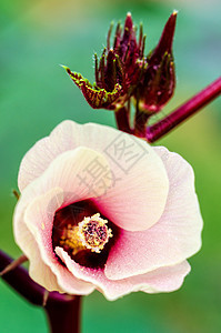 牙买加苏雷尔或希比库斯萨达里夫花朵花瓣树叶叶子木槿植物花粉水果热带药品宏观图片