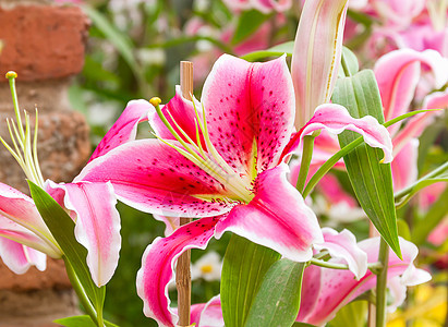 紧贴粉红百合花美丽植物群粉红色园艺花园季节植物绿色花瓣花束图片