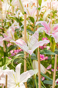 紧贴白百丽花花瓣白色花园季节绿色植物美丽百合园艺花束图片