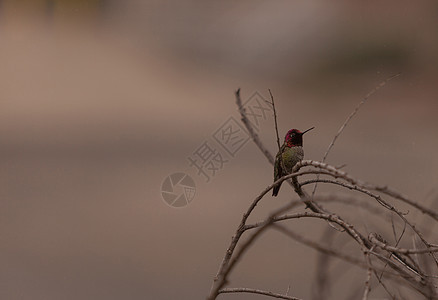 马里安娜蜂鸟 卡利普特安纳观鸟野生动物羽毛翅膀动物红色花粉男性花园鸟类图片