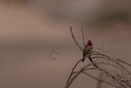 马里安娜蜂鸟 卡利普特安纳花园观鸟动物红色翅膀男性鸟类花粉羽毛野生动物图片