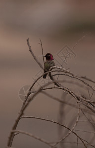 马里安娜蜂鸟 卡利普特安纳观鸟花粉花园羽毛野生动物红色鸟类动物翅膀男性图片