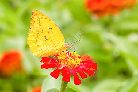在墨西哥向日葵上切除蝴蝶恶魔花园蠕形螨女王底面橙子昆虫君主柠檬翅膀图片