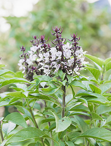 绿色鲜绿和鲜花芳香蔬菜叶子草本植物香料食物蒸汽植物美食营养图片