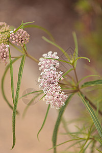 浅粉色花朵萝卜花园荒野野花植物乳草多叶背景图片