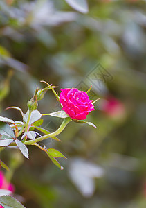 花园中的粉红玫瑰粉色香水花瓣玫瑰植物香味植物学园艺图片