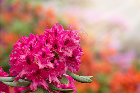 粉色的花盛开 有小绿色叶子公园衬套植物花园花瓣灌木场地园艺花朵宏观图片