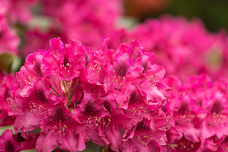 粉色的花盛开 有小绿色叶子场地花瓣衬套花朵公园园艺宏观灌木植物花园图片