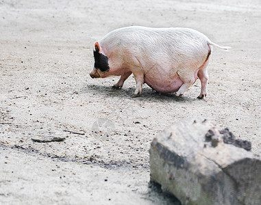 越南猪被吃草了食物母猪鼻子乡村宠物猪肉耳朵动物便便地面图片