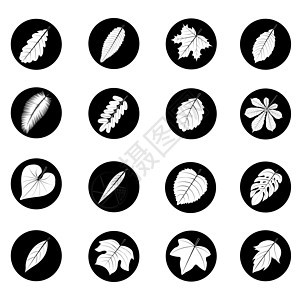黑叶和白叶生长黑色收藏生态白色植物山毛榉板栗棕榈圆圈图片