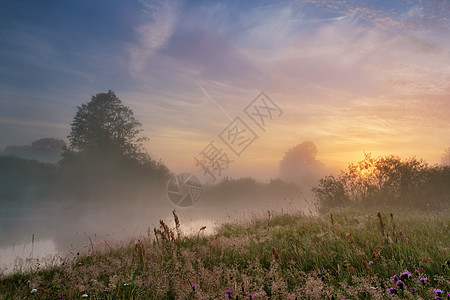 河边的薄雾清晨日出木头季节花朵树木植物阳光太阳森林环境图片