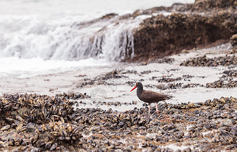 黑曼巴黑牡蛎捕食者潮汐池羽毛荒野海岸海洋鸟类滨鸟海滩背景