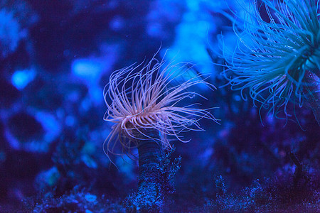 苯丙酮 直肠杆菌触手异形海洋生物海洋盐水野生动物粉色管子生物珊瑚图片