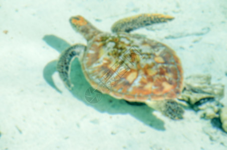 热带环礁湖漂浮海龟的重点分散背景情况图片