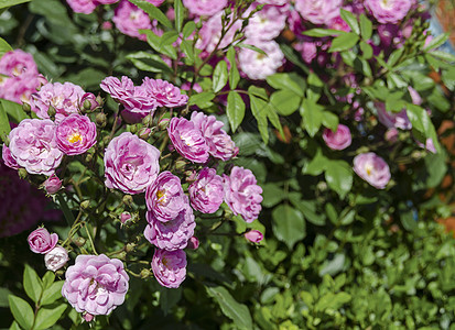 在自然户外花园盛开的红玫瑰花丛中公园明信片花束衬套玫瑰丝绸叶子花瓣植物纪念馆图片