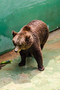 棕熊在等食物危险黑色眼睛棕色岩石野生动物生活哺乳动物森林动物园图片