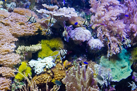 热带鱼类水族馆的详情生活海洋天堂浮潜勘探旅游假期野生动物盐水呼吸管图片