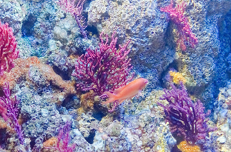 热带鱼类水族馆的详情天堂生活殖民地老虎呼吸管海洋情调旅游假期旅行图片