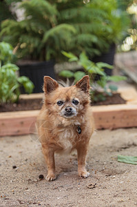 波美拉尼和奇瓦瓦混合狗犬类爪子乐趣肥胖动物玩具闲暇宠物老年图片