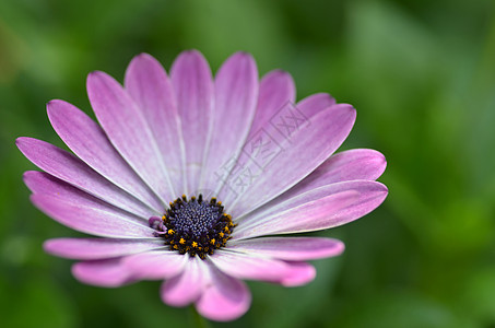 美丽的紫色菊花芳香情调树叶宏观园艺殖民地异国萼片雏菊压痛图片