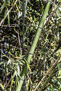 竹杖植物学植物美味活力花园木头热带脆弱性生长森林图片
