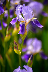 闪耀的虹膜泉花朵场地叶子公园蓝旗花园鸢尾花蓝色紫罗兰色团体图片