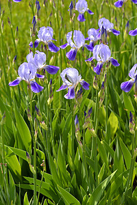 闪耀的虹膜泉场地花瓣阳光花朵鸢尾花叶子植物蓝色花园蓝旗图片