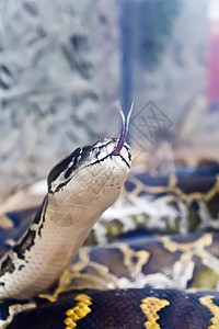垂直蛇头和舌头被排出蟒蛇皮肤冷血蛇皮隐藏皮革爬虫野生动物动物框架图片