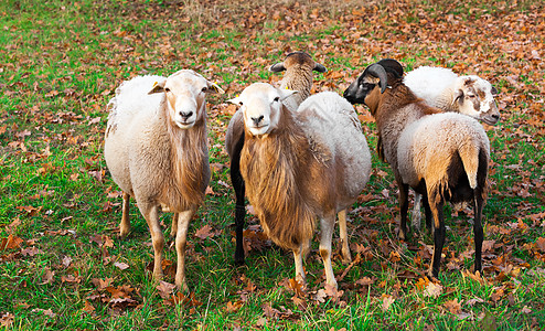 农牧羊羊羔团体食物母亲内存荒野场地羊毛牧场动物群男性背景图片