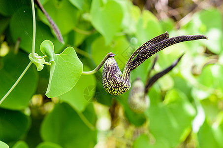 外观的花朵形状像一只鸡花园烟斗花瓣黑色条纹绿色叶子植物热带植物群图片