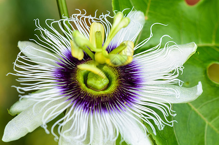 外表美丽的花朵植物群情调花粉紫色花瓣心皮蜂蜜藤蔓植物宏观图片