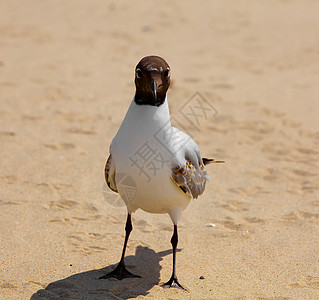 Gull Black在沙滩上朝Gull方向行驶蓝色野生动物支撑棕色鸟类黑头海鸥海滨海滩黑色图片