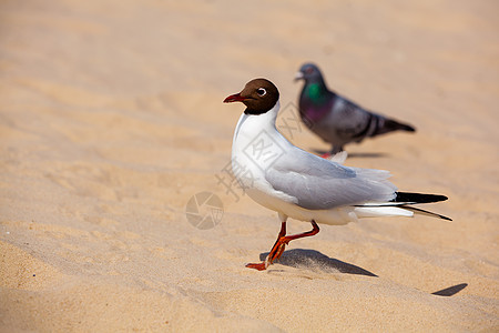 Gull Black在沙滩上朝Gull方向行驶鸟类野生动物海鸥海鸟翅膀支撑黑色海滨白色黑头虫图片