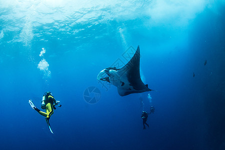 曼塔雷旅行荒野蓝色珊瑚动物热带潜水海洋生活野生动物图片