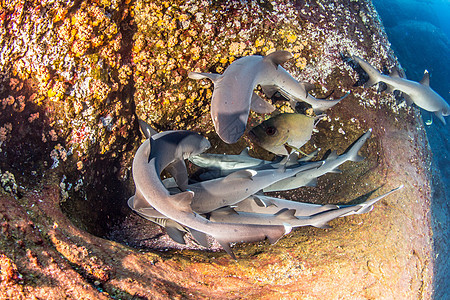 白尖礁礁鲨鱼海上生活野生动物运动潜水动物荒野热带珊瑚礁鲨生活图片