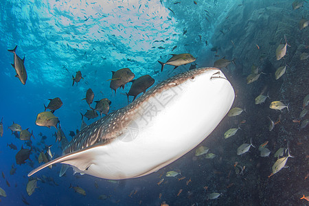 鲸鲨鱼组织海洋危险捕食者珊瑚动物海上生活野生动物旅行潜水蓝色图片