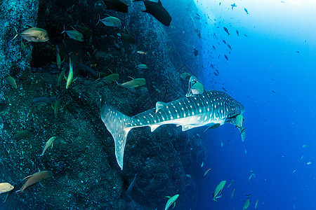 鲸鲨鱼组织生活野生动物捕食者危险热带海上生活潜水荒野旅行海洋图片