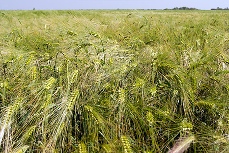 冬季大麦饲料植物群农业农场蔬菜耳朵收成玉米经济谷物图片