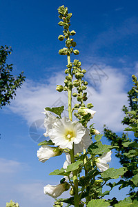 希比克斯语灌木衬套雌蕊花园花瓣绿色植物花粉叶子玫瑰图片