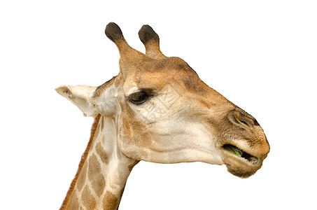 Giraffe孤立在白色背景动物园眼睛热带野生动物棕色荒野斑点哺乳动物脖子斑纹图片