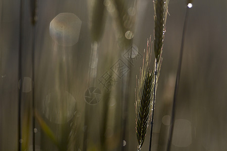 小麦生长面包季节叶子植物场地阳光国家种子金子图片