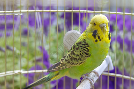 笼子里的鹦鹉金刚鹦鹉眼睛红色男性动物黄色绿色蓝色热带宠物图片