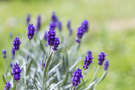 熏衣草花紫色绿色香味宏观植物草本植物蓝色香水场地香气图片