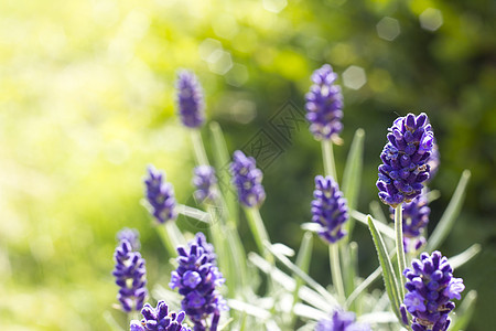熏衣草花疗法场地蓝色紫色植物背景化妆品草本植物草本花园图片