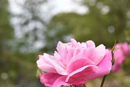 粉红玫瑰花花朵公园玫瑰森林玫瑰丛植物园图片