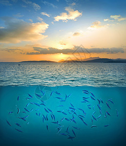 鱼类潜水员乐趣天堂浮潜荷花岛屿旅行神仙鱼动物学珊瑚图片