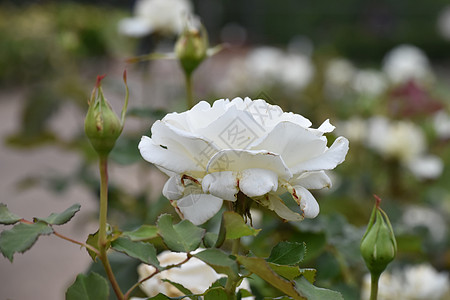 白玫瑰花花朵植物园公园玫瑰玫瑰丛森林图片