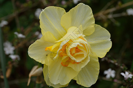 黄色郁金花朵森林植物园玫瑰玫瑰丛公园图片
