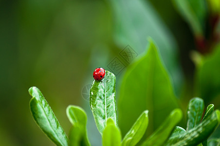 树叶上的迷彩虫甲虫生活瓢虫生长草地漏洞美丽红色昆虫生物学图片