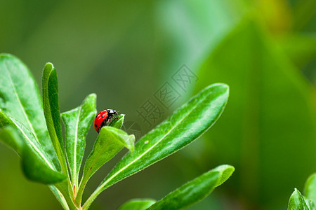 树叶上的迷彩虫草地生长花园植物群绿色生活昆虫甲虫野生动物生物学图片